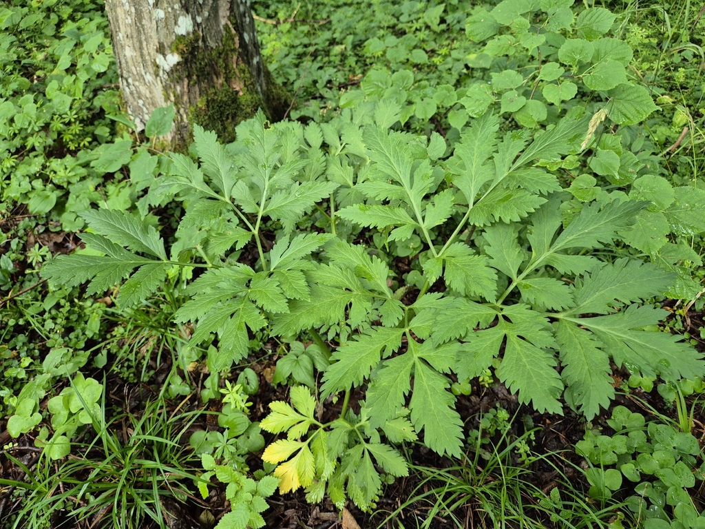 Pleurospermum austriacum; photograph (c) Bobo-X, some rights reserved (CC BY)
