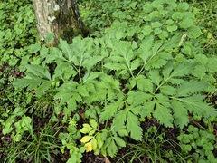 Pleurospermum austriacum