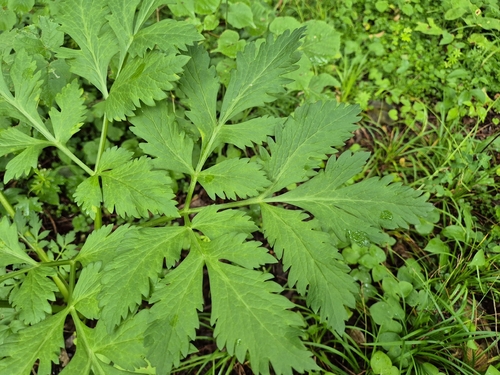 Pleurospermum austriacum, photograph 1