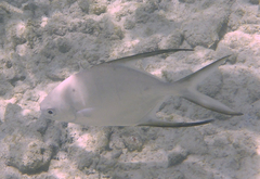 Trachinotus goodei