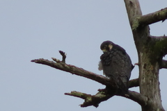 Falco peregrinus pealei