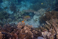 Lethrinus erythropterus