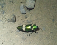 Chrysochroa miribella