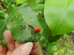 Harmonia axyridis