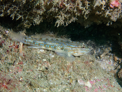 Bridled goby (Coryphopterus glaucofraenum) — Gobiidae — 3