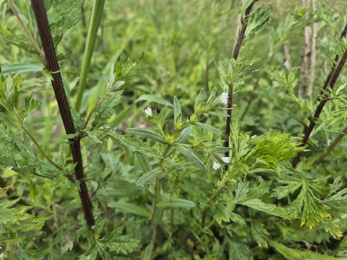 Buglossoides arvensis