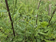 Buglossoides arvensis