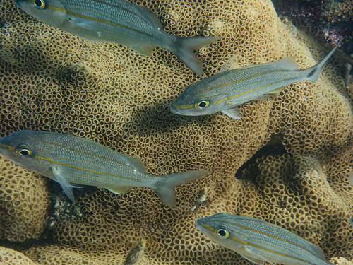Caesar (Haemulon aurolineatum) — Haemulidae