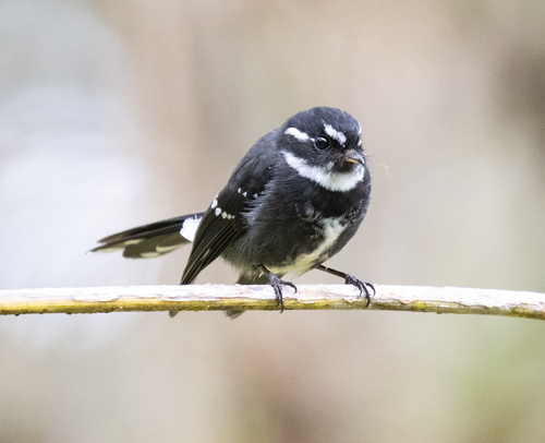 Friendly Fantail (Rhipidura albolimbata), photo 3