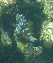 Cantherhines macrocerus