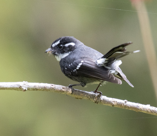 Friendly Fantail (Rhipidura albolimbata), photo 9