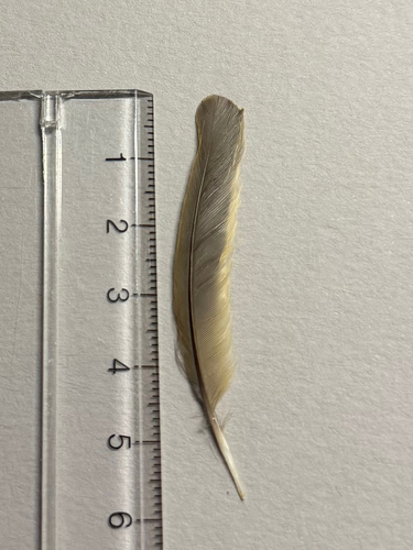 Plume de Rougegorge familier