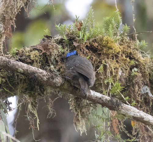 Blue-capped Ifrit (Ifrita kowaldi), photo 9
