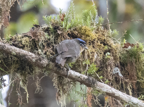Blue-capped Ifrit (Ifrita kowaldi), photo 8