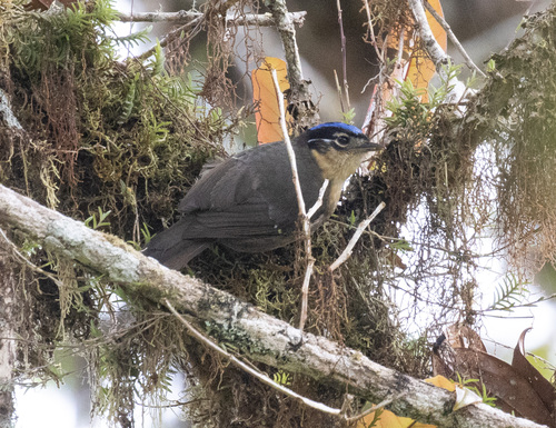 Blue-capped Ifrit (Ifrita kowaldi), photo 7