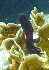 Ophioblennius macclurei