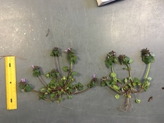 Lamium hybridum
