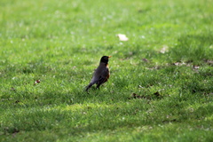 Turdus migratorius