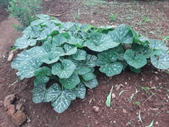 Cucurbita maxima maxima