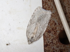 Acleris logiana