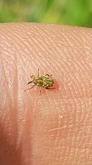 Trichosirocalus troglodytes