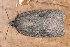 Acleris roscidana