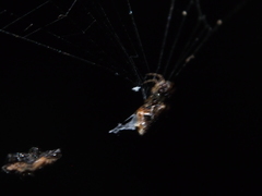 Cyclosa confusa