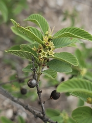 Karwinskia humboldtiana, photograph (c) Liliana Ramírez-Freire, some rights reserved (CC BY)
