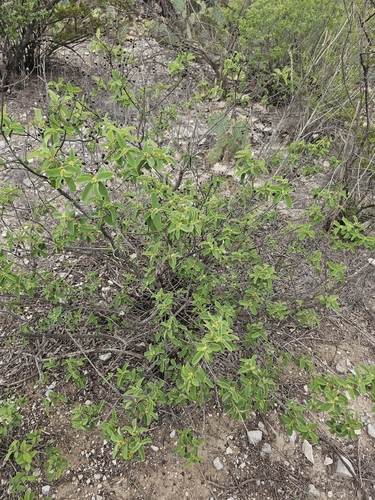 Karwinskia humboldtiana, photograph 6