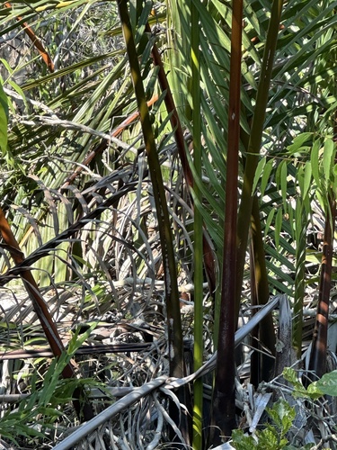 Mangrove Palm