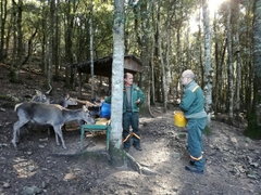 Cervus elaphus corsicanus