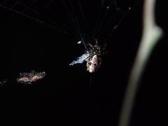 Cyclosa confusa
