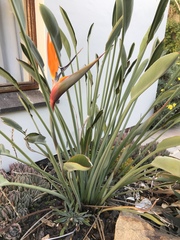 Strelitzia juncea