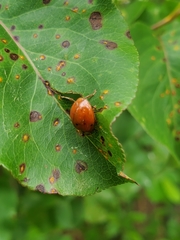 Harmonia axyridis