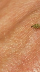 Trichosirocalus troglodytes