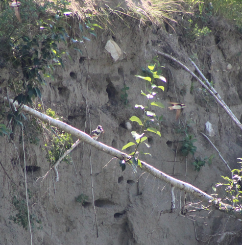Belted Kingfisher