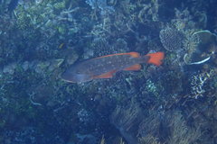 Lethrinus erythracanthus
