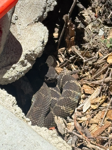 iNaturalist observation photo of Northern Pacific Rattlesnake