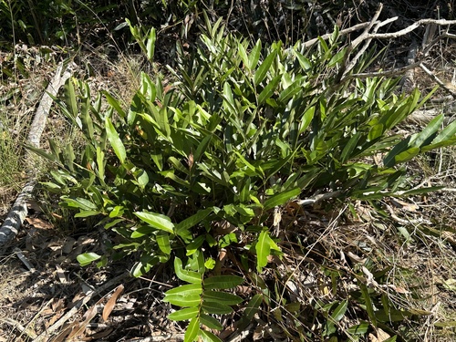 Mangrove Fern