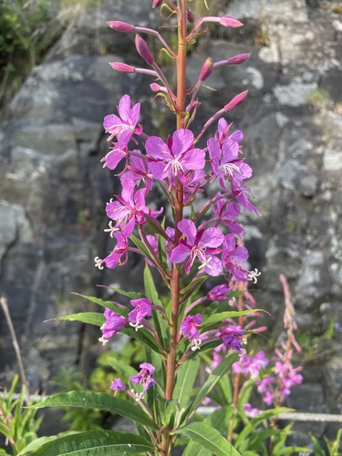 fireweed