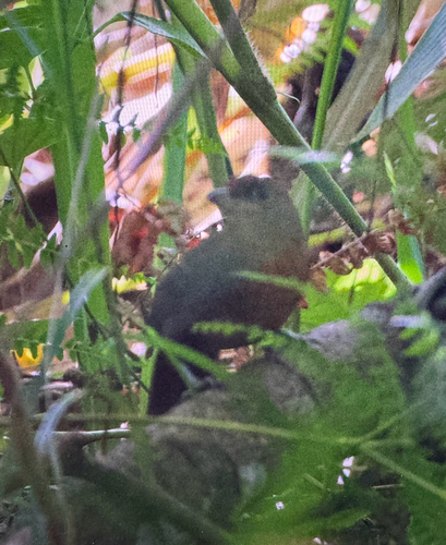 Santa Marta Foliage-gleaner (Clibanornis rufipectus)