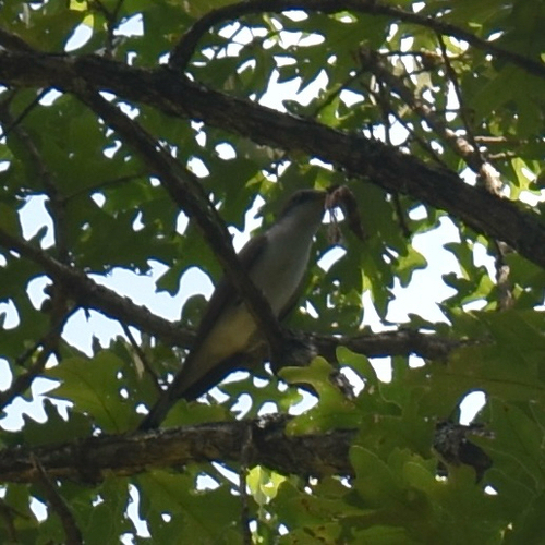 Yellow-billed Cuckoo observed by hpeterson527