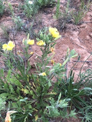 Oenothera grandis