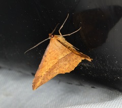 Pseudonadagara semicolor