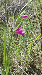 Gladiolus italicus