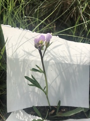 Cardamine nuttallii