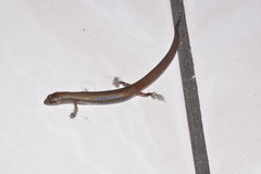 Calyptotis scutirostrum