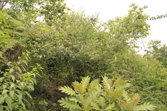 Cornus excelsa