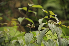 Cornus excelsa