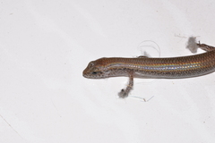 Calyptotis scutirostrum